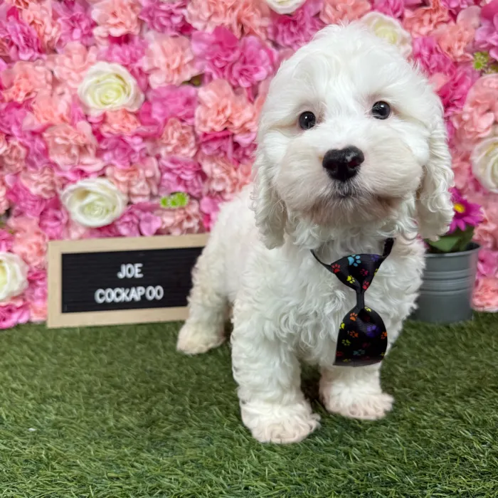 Male Cockapoo puppy named Joe for sale at Pet Express Braintree.