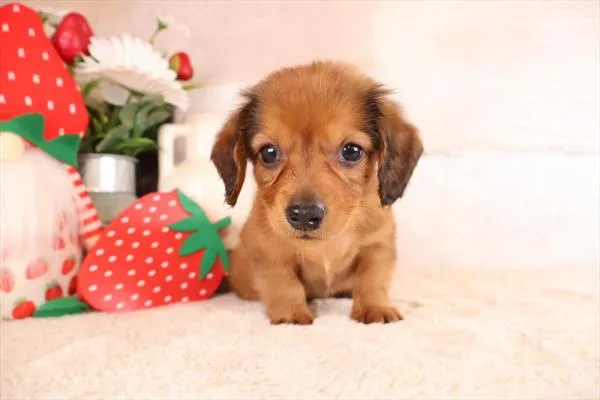 Male Dachshund puppy named Pepino for sale at Pet Express Saugus.