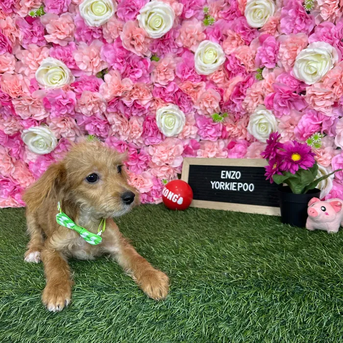 Male Yorkie-Poo 2Nd Gen puppy named Enzo for sale at Pet Express Braintree.