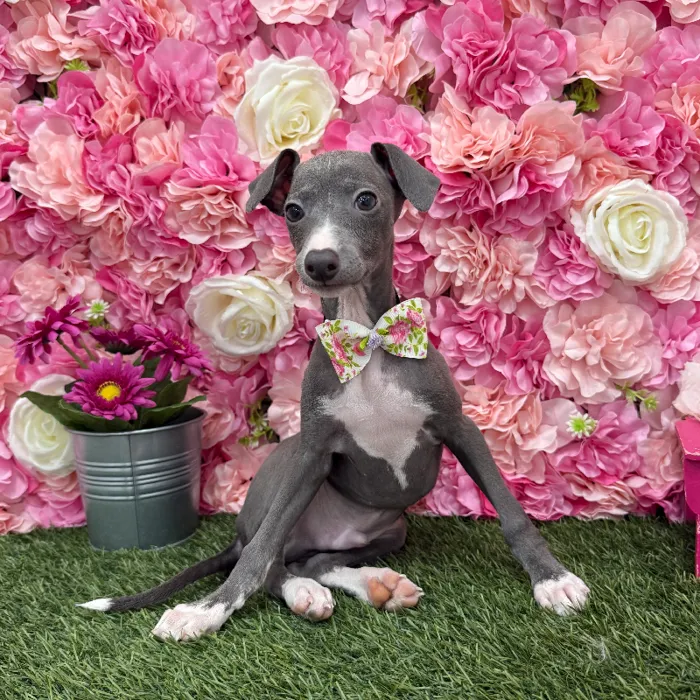 Male Italian Greyhound Puppy for Sale in Braintree, MA
