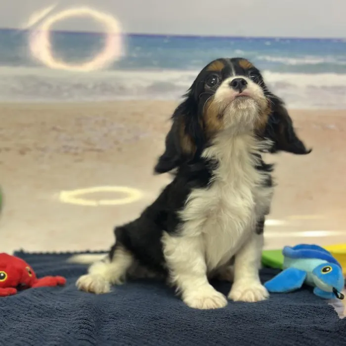 Male Cavalier King Charles Spaniel Puppy for Sale in Saugus, MA