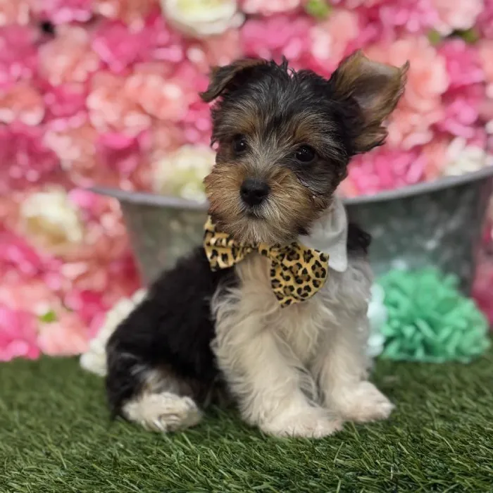 Male Yorkshire Terrier Puppy for Sale in Saugus, MA