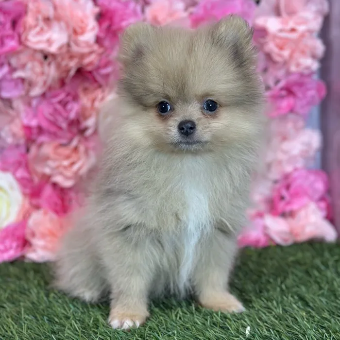 Male Pomeranian puppy named Freddy for sale at Pet Express Saugus.