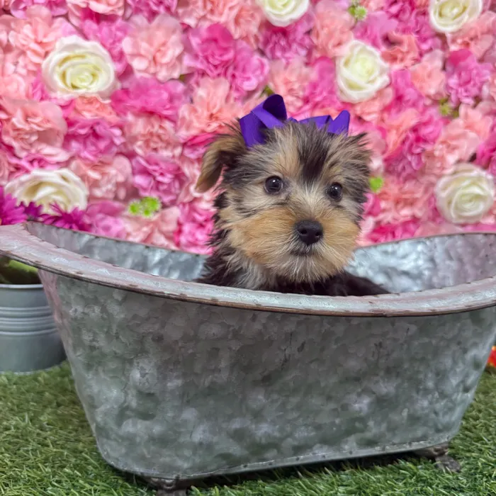 Female Yorkie-Poo 2Nd Gen puppy named Aubrey for sale at Pet Express Braintree.