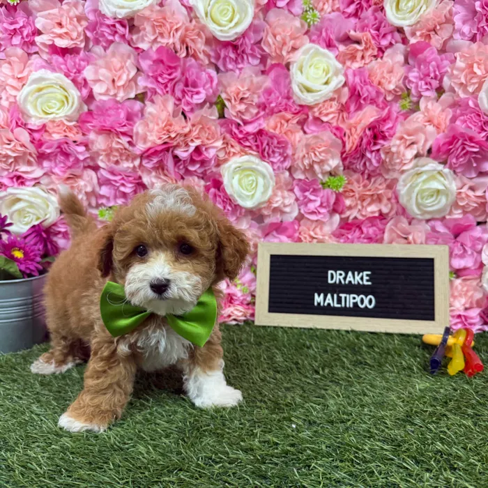 Male Malti-Poo 2Nd Gen puppy named Drake for sale at Pet Express Braintree.