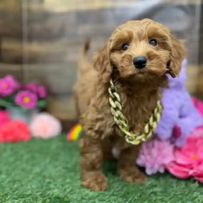 Male Mini Irishdoodle 2nd Gen Puppy for Sale in Braintree, MA