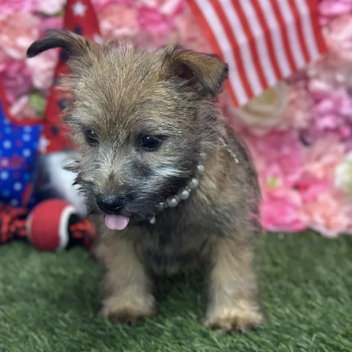 Female Cairn Terrier Puppy for Sale in Saugus, MA