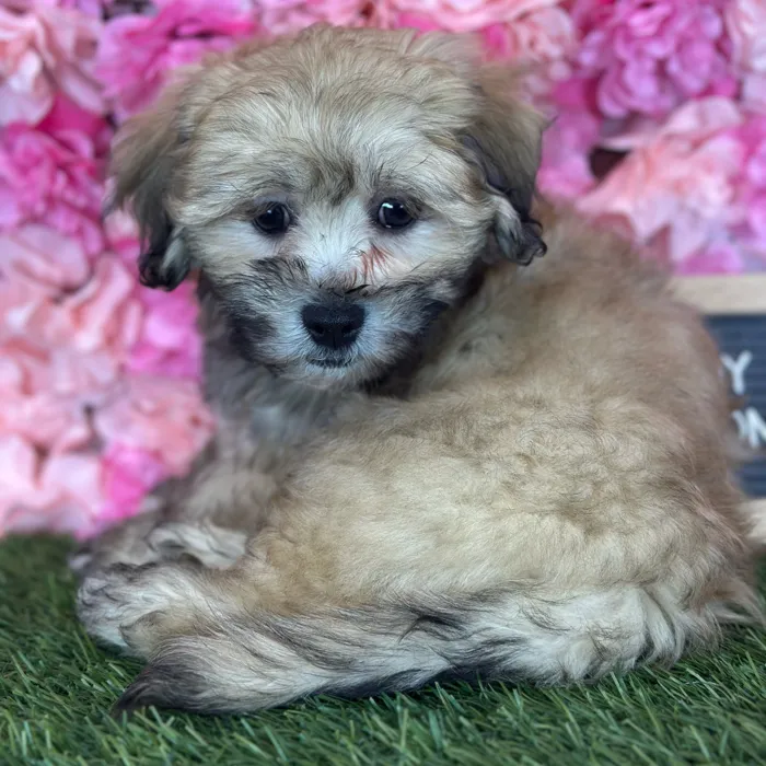 Male La-Chon puppy named Randy for sale at Pet Express Saugus.