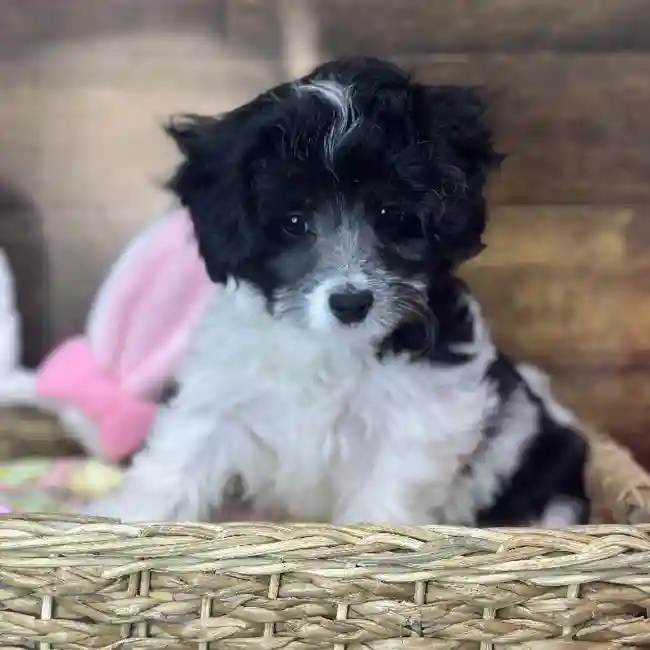 Female Yorkie-Poo 2nd Gen Puppy for Sale in Saugus, MA