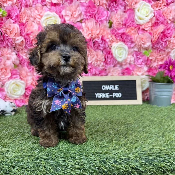 Male Yorkie-Poo 2Nd Gen puppy named Charlie for sale at Pet Express Braintree.