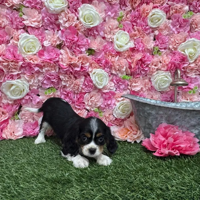 Female Cavalier King Charles Spaniel Puppy for Sale in Braintree, MA