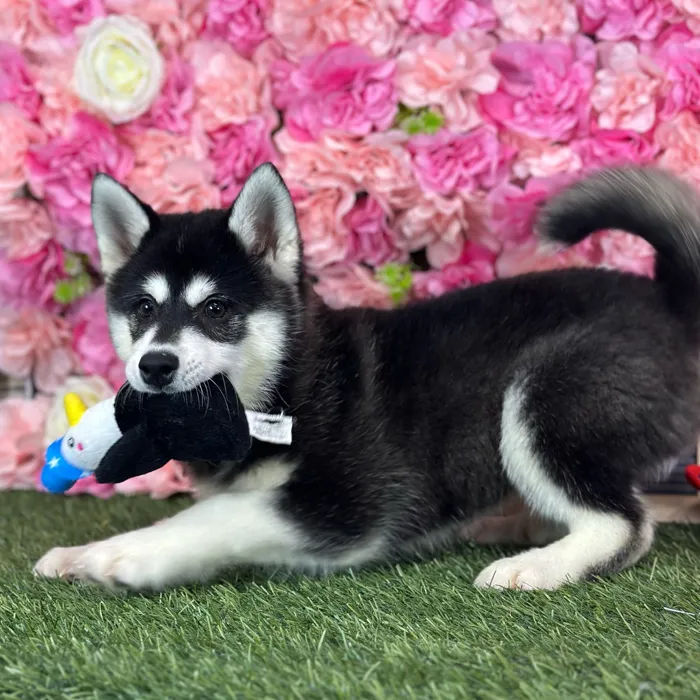 Male Alaskan Klee Kai puppy named Jay for sale at Pet Express Saugus.