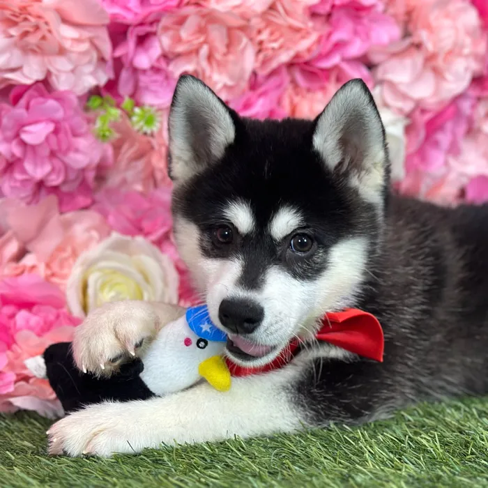 Male Alaskan Klee Kai puppy named Jay for sale at Pet Express Saugus.
