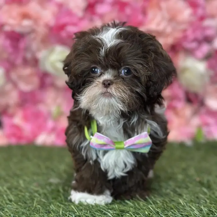 Male Shih-Poo Puppy for Sale in Saugus, MA