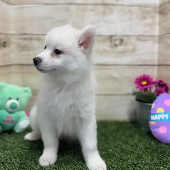 Male American Eskimo Puppy for Sale in Braintree, MA
