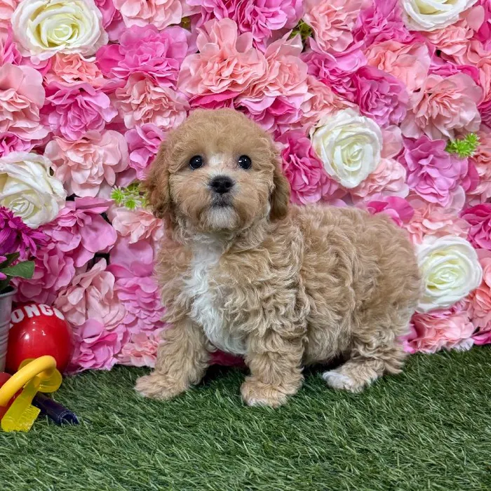 Female Bichon-Poodle puppy named Bonnie for sale at Pet Express Braintree.