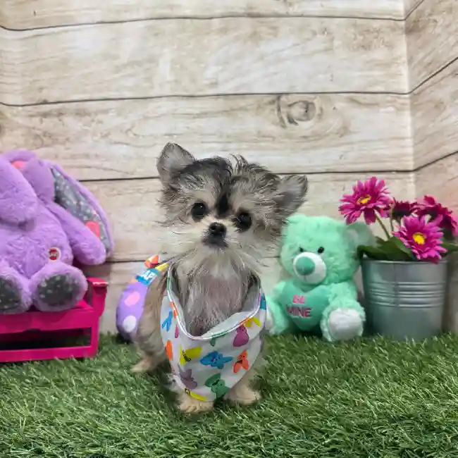 Male Chihuahua Puppy for Sale in Braintree, MA