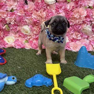 Female Pug Puppy for Sale in Braintree, MA