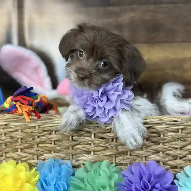 Female Havanese Puppy for Sale in Saugus, MA