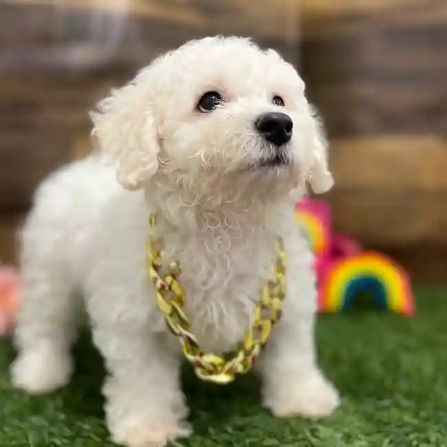 Male Bichon Frise Puppy for Sale in Braintree, MA