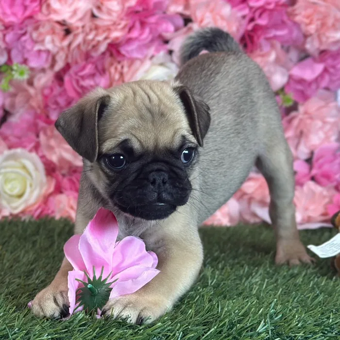 Male Pug puppy named Don for sale at Pet Express Saugus.
