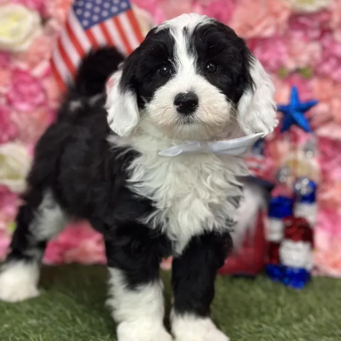 Male Mini Sheepadoodle Puppy for Sale in Saugus, MA