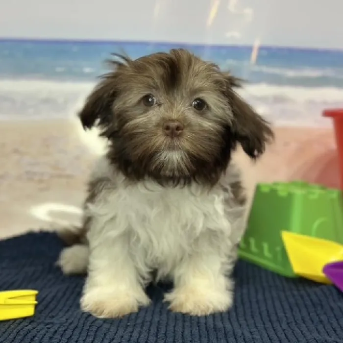 Female Havanese Puppy for Sale in Braintree, MA