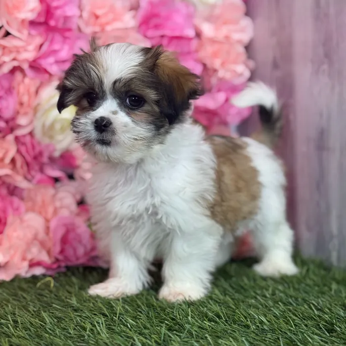 Female Malshi puppy named Nyla for sale at Pet Express Saugus.