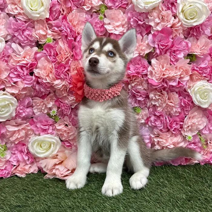 Female Siberian Husky Puppy for Sale in Braintree, MA