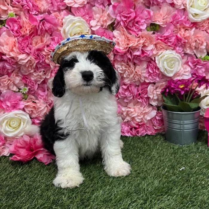 Male Mini Sheepadoodle Puppy for Sale in Braintree, MA