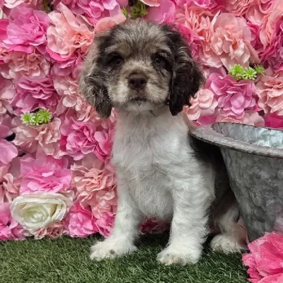 Female Cocker Spaniel Puppy for Sale in Braintree, MA