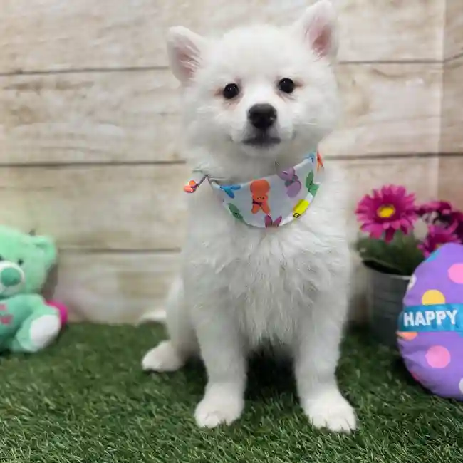 Male American Eskimo Puppy for Sale in Braintree, MA