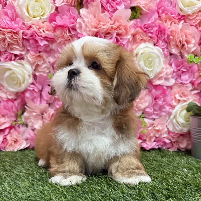 Male Lhasa Apso Puppy for Sale in Braintree, MA