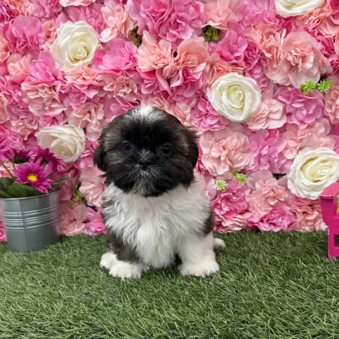 Male Shih Tzu Puppy for Sale in Braintree, MA