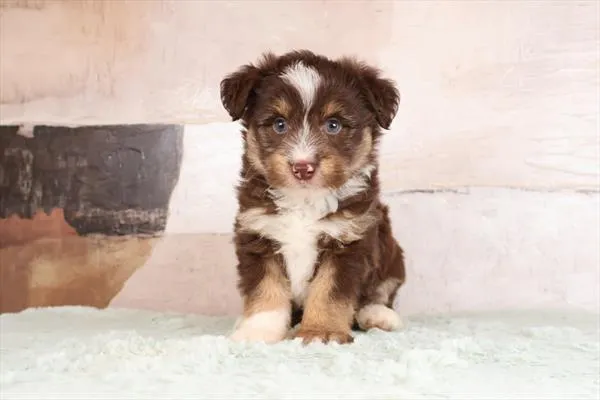 Male Aussiedoodle 2Nd Gen puppy named Duke for sale at Pet Express Saugus.