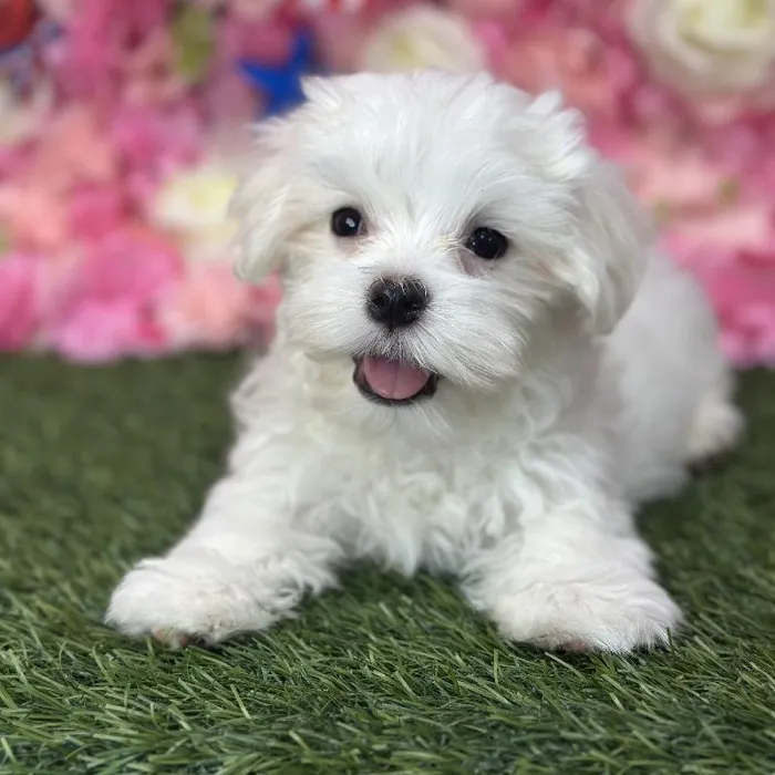 Male Maltese Puppy for Sale in Saugus, MA