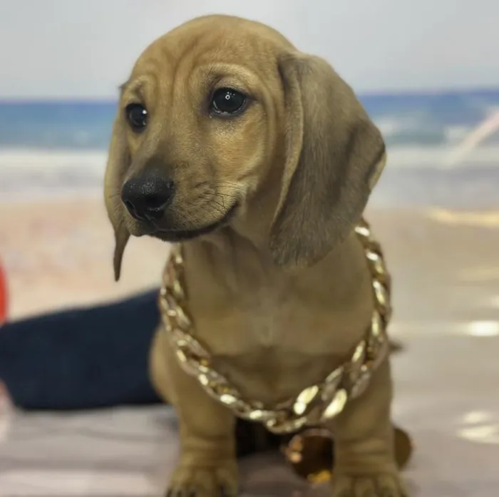 Male Dachshund Puppy for Sale in Saugus, MA