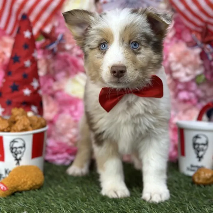 Male Miniature Australian Shepherd Puppy for Sale in Saugus, MA