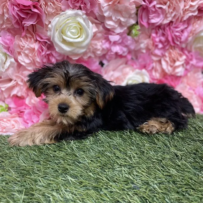Female Yorkshire Terrier Puppy for Sale in Saugus, MA