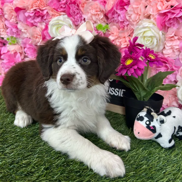 Female Miniature Australian Shepherd puppy named Bubbles for sale at Pet Express Braintree.