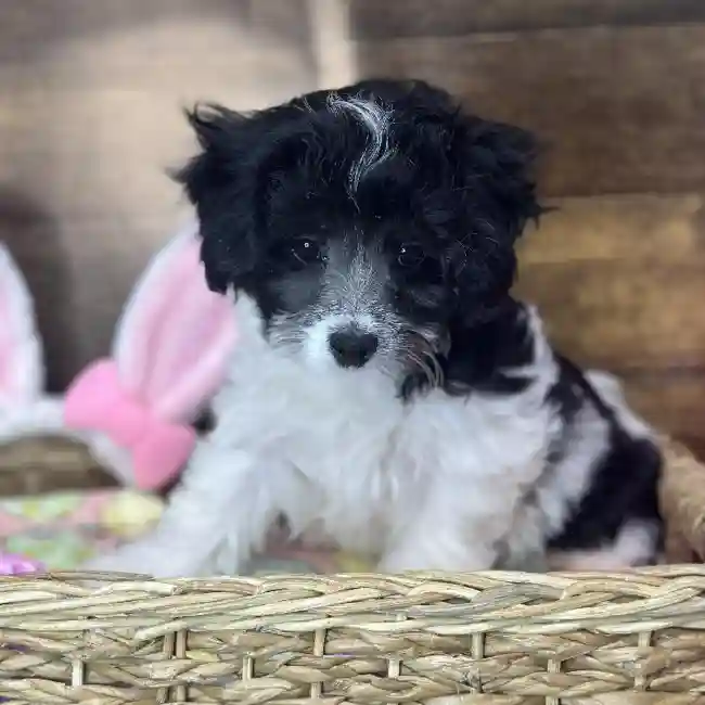 Female Yorkie-Poo 2nd Gen Puppy for Sale in Saugus, MA