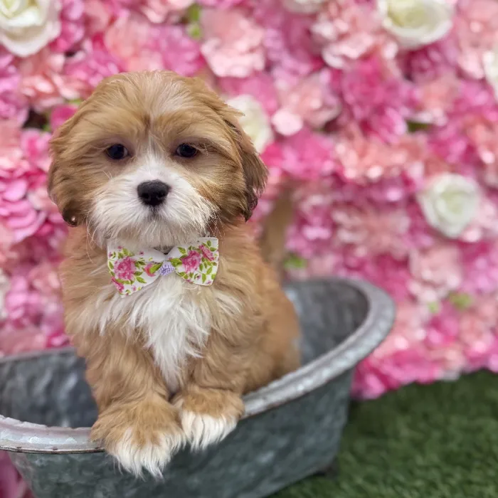 Male Lhasa Apso Puppy for Sale in Braintree, MA