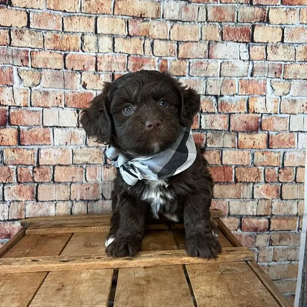 Male Havapoo puppy named Hershey for sale at Pet Express Braintree.