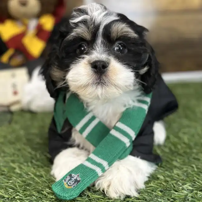 Male Lhasa-Poo Puppy for Sale in Saugus, MA