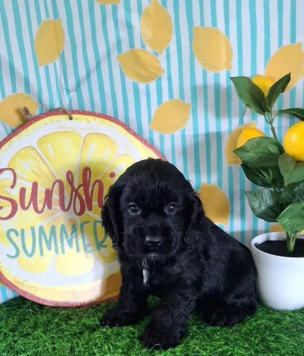 Male Cocker Spaniel puppy named Tyson for sale at Pet Express Braintree.