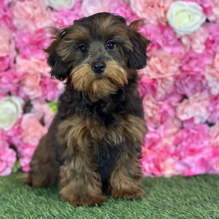 Male Yorkie-Poo puppy named Luke for sale at Pet Express Saugus.