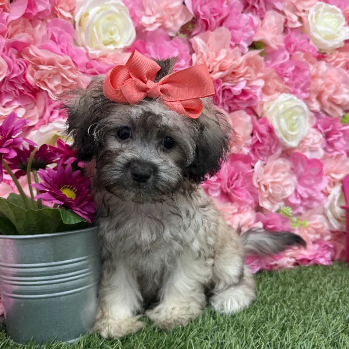 Female Shih-Poo Puppy for Sale in Braintree, MA