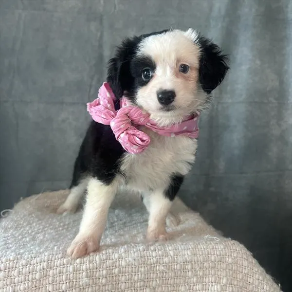 Female Miniature Australian Shepherd puppy named Poppy for sale at Pet Express Saugus.