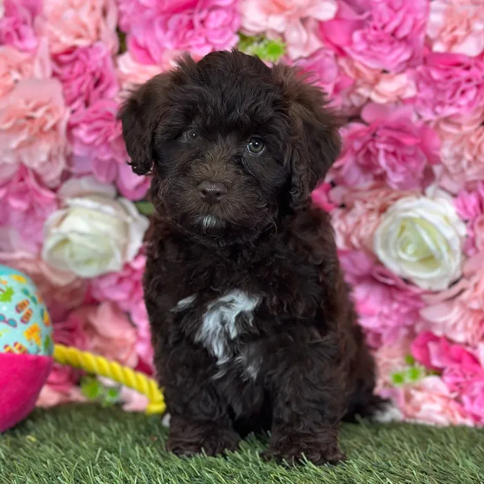 Female Havapoo puppy named Whitney for sale at Pet Express Saugus.