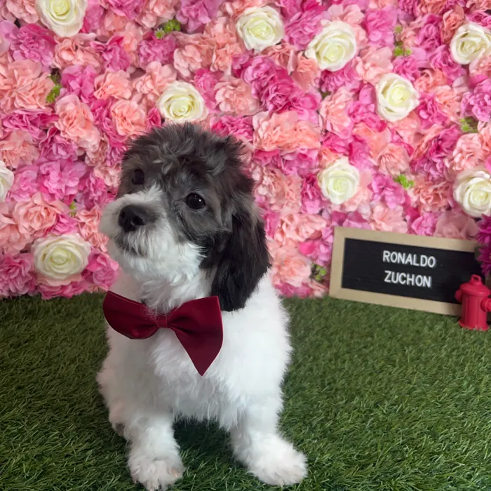 Male Teddy Bear (Zuchon) puppy named Ronaldo for sale at Pet Express Braintree.